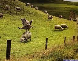 pozee - image0s1.jpg